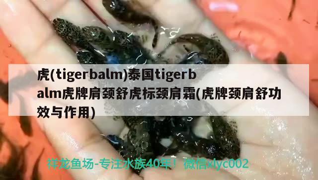 虎(tigerbalm)泰國tigerbalm虎牌肩頸舒虎標(biāo)頸肩霜(虎牌頸肩舒功效與作用) 觀賞魚