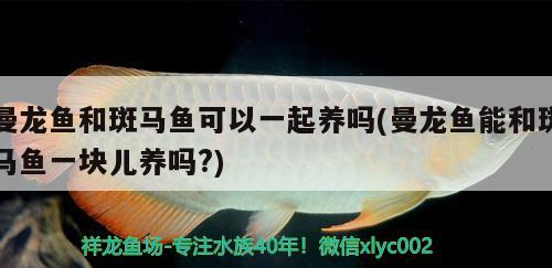 曼龍魚和斑馬魚可以一起養(yǎng)嗎(曼龍魚能和斑馬魚一塊兒養(yǎng)嗎?)