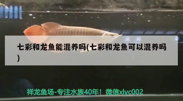 七彩和龍魚能混養(yǎng)嗎(七彩和龍魚可以混養(yǎng)嗎) 水族品牌