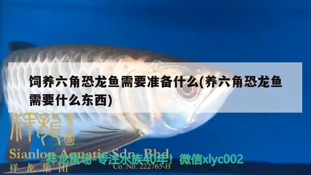 飼養(yǎng)六角恐龍魚需要準(zhǔn)備什么(養(yǎng)六角恐龍魚需要什么東西) 黃吉金龍（白子金龍魚）