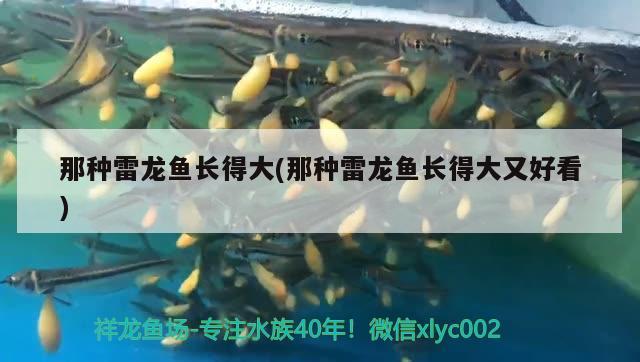 那種雷龍魚長得大(那種雷龍魚長得大又好看) 祥龍魚場其他產(chǎn)品