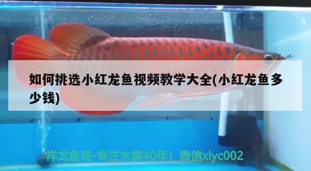 如何挑選小紅龍魚視頻教學(xué)大全(小紅龍魚多少錢)