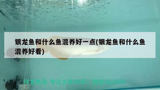 銀龍魚和什么魚混養(yǎng)好一點(銀龍魚和什么魚混養(yǎng)好看)