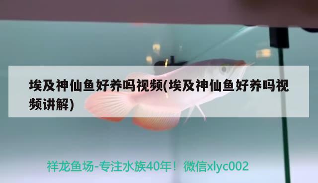 埃及神仙魚(yú)好養(yǎng)嗎視頻(埃及神仙魚(yú)好養(yǎng)嗎視頻講解) 埃及神仙魚(yú)