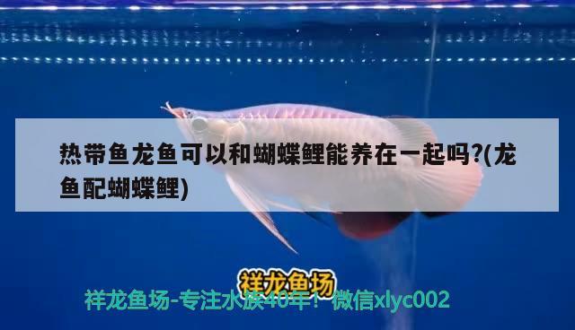 熱帶魚龍魚可以和蝴蝶鯉能養(yǎng)在一起嗎?(龍魚配蝴蝶鯉)