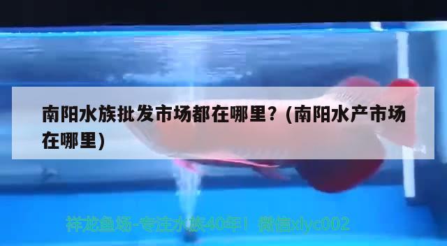 南陽水族批發(fā)市場都在哪里？(南陽水產(chǎn)市場在哪里)