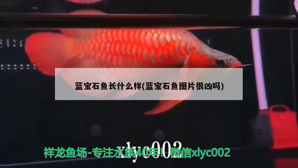 藍寶石魚長什么樣(藍寶石魚圖片很兇嗎) 觀賞魚