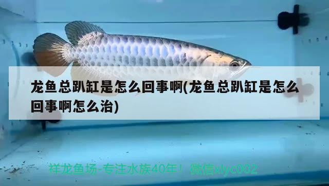 龍魚總趴缸是怎么回事啊(龍魚總趴缸是怎么回事啊怎么治) 虎魚魚苗