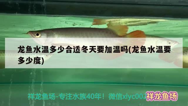 龍魚水溫多少合適冬天要加溫嗎(龍魚水溫要多少度)