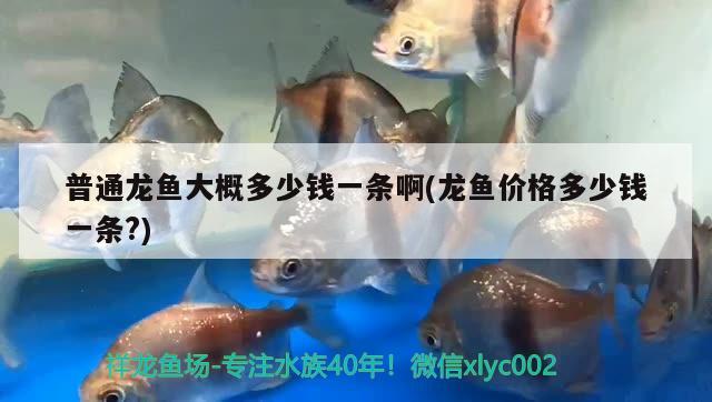 普通龍魚大概多少錢一條啊(龍魚價格多少錢一條?)