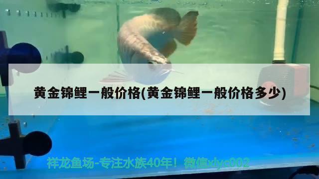 黃金錦鯉一般價格(黃金錦鯉一般價格多少) 觀賞魚