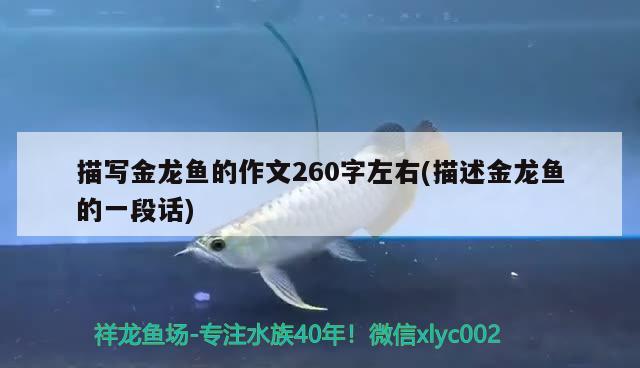 描寫金龍魚的作文260字左右(描述金龍魚的一段話) 月光鴨嘴魚