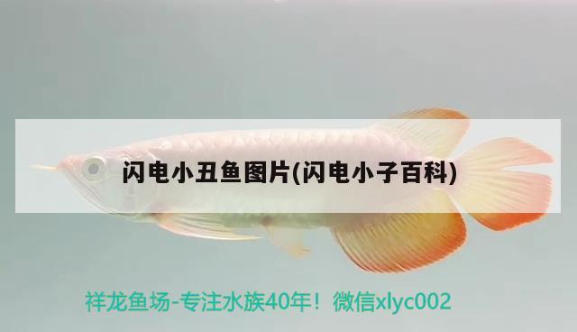 閃電小丑魚(yú)圖片(閃電小子百科)