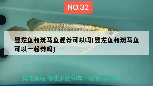 曼龍魚(yú)和斑馬魚(yú)混養(yǎng)可以嗎(曼龍魚(yú)和斑馬魚(yú)可以一起養(yǎng)嗎)