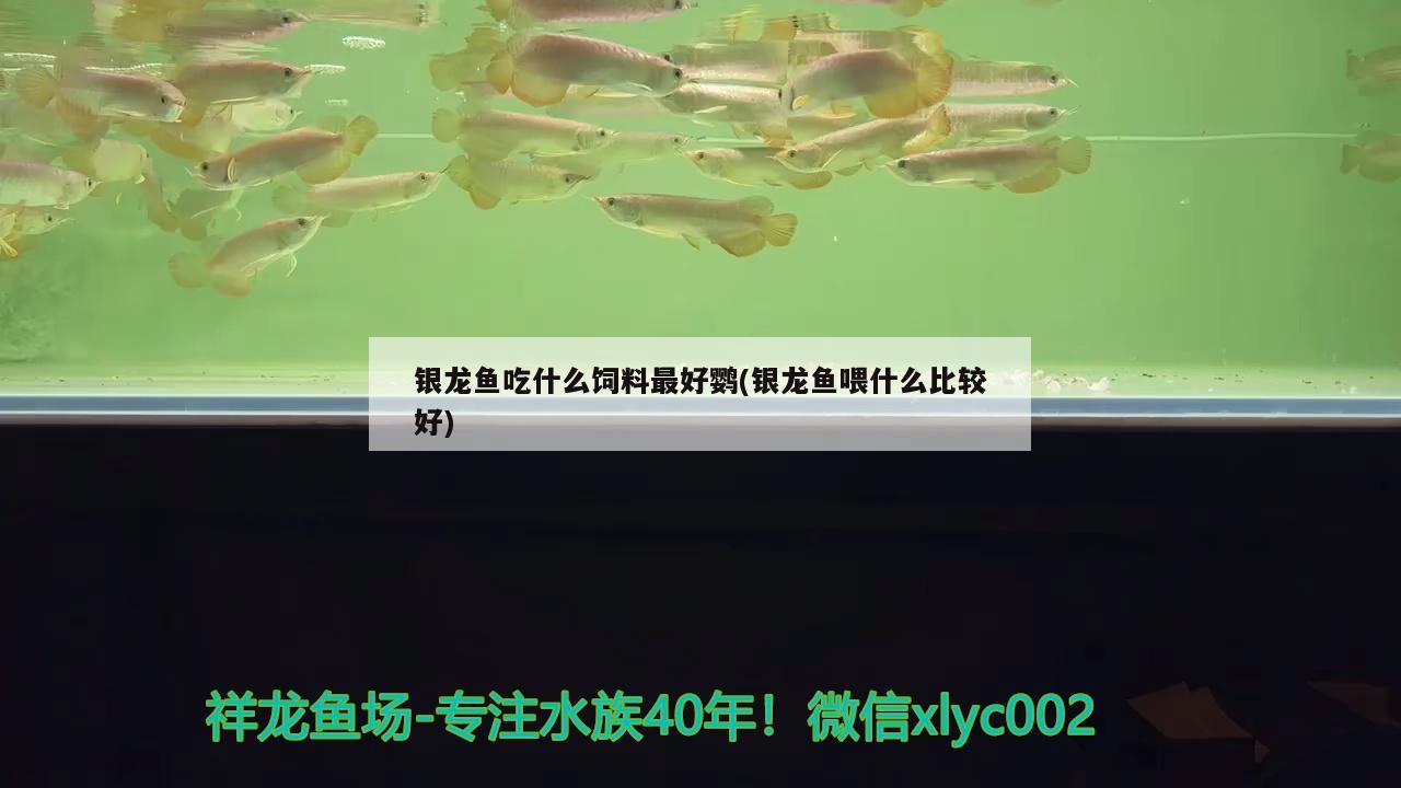 銀龍魚吃什么飼料最好鸚(銀龍魚喂什么比較好) 銀龍魚