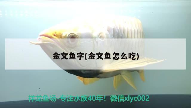 金文魚字(金文魚怎么吃)