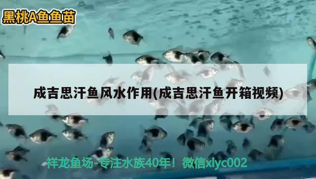 成吉思汗魚風水作用(成吉思汗魚開箱視頻) 魚缸風水