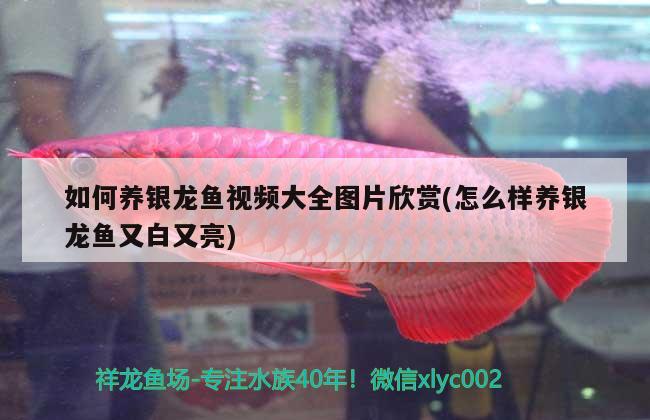 如何養(yǎng)銀龍魚視頻大全圖片欣賞(怎么樣養(yǎng)銀龍魚又白又亮)