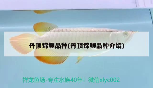 丹頂錦鯉品種(丹頂錦鯉品種介紹) 丹頂錦鯉魚