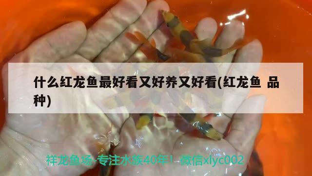 什么紅龍魚最好看又好養(yǎng)又好看(紅龍魚品種) 魟魚百科