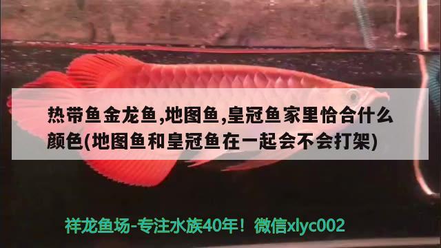 熱帶魚金龍魚,地圖魚,皇冠魚家里恰合什么顏色(地圖魚和皇冠魚在一起會不會打架)