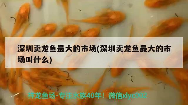 深圳賣龍魚最大的市場(深圳賣龍魚最大的市場叫什么)