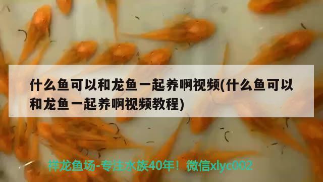 什么魚(yú)可以和龍魚(yú)一起養(yǎng)啊視頻(什么魚(yú)可以和龍魚(yú)一起養(yǎng)啊視頻教程) 撒旦鴨嘴魚(yú)