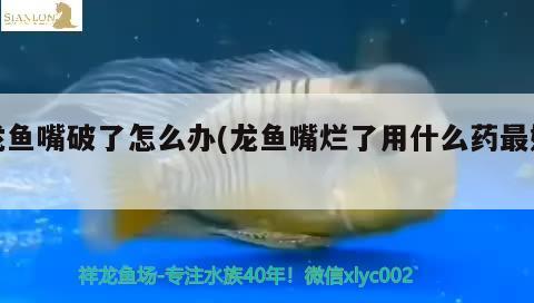 龍魚嘴破了怎么辦(龍魚嘴爛了用什么藥最好)