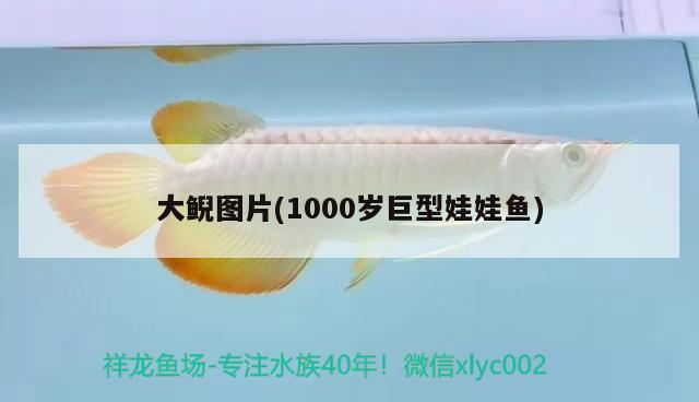 大鯢圖片(1000歲巨型娃娃魚(yú)) 觀賞魚(yú)