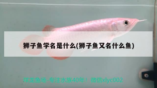 獅子魚學名是什么(獅子魚又名什么魚)