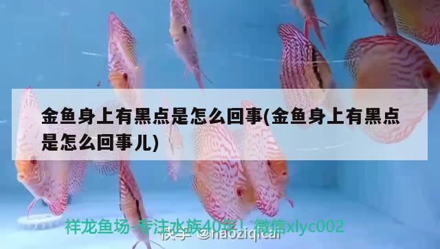 金魚身上有黑點(diǎn)是怎么回事(金魚身上有黑點(diǎn)是怎么回事兒)