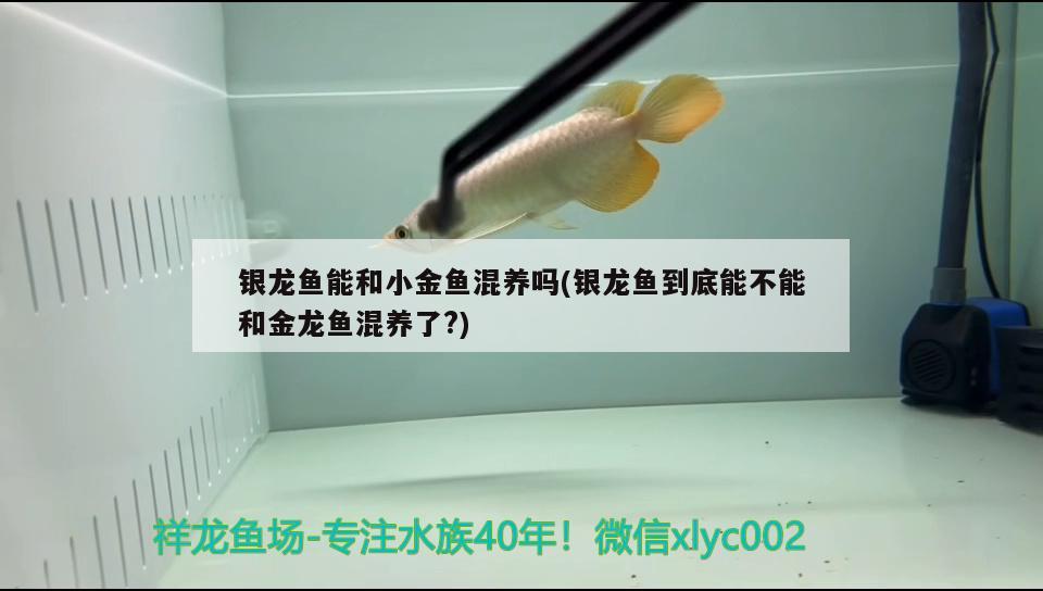 銀龍魚能和小金魚混養(yǎng)嗎(銀龍魚到底能不能和金龍魚混養(yǎng)了?)