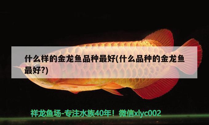 什么樣的金龍魚品種最好(什么品種的金龍魚最好?) 薩伊藍魚