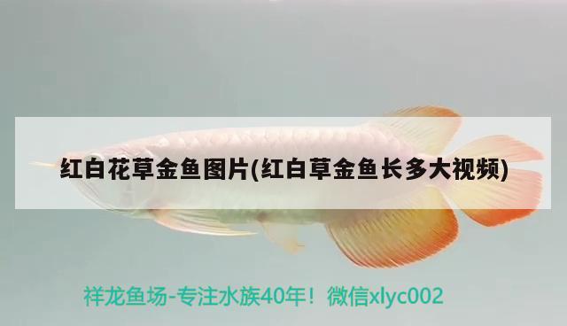 紅白花草金魚(yú)圖片(紅白草金魚(yú)長(zhǎng)多大視頻)