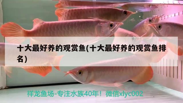 十大最好養(yǎng)的觀賞魚(yú)(十大最好養(yǎng)的觀賞魚(yú)排名) 觀賞魚(yú)