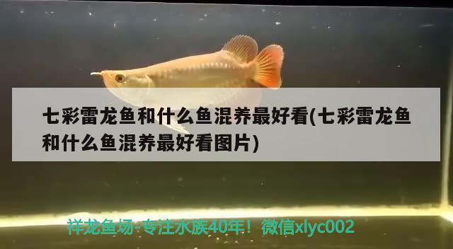 七彩雷龍魚和什么魚混養(yǎng)最好看(七彩雷龍魚和什么魚混養(yǎng)最好看圖片) 女王大帆魚