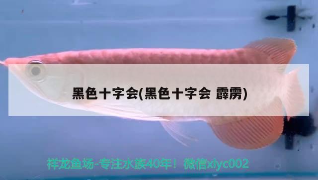 黑色十字會(黑色十字會霹靂) 觀賞魚