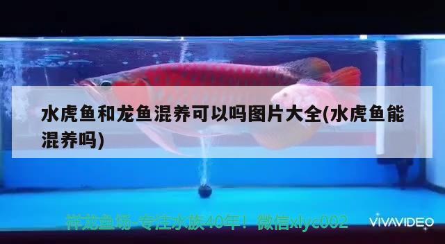 水虎魚和龍魚混養(yǎng)可以嗎圖片大全(水虎魚能混養(yǎng)嗎)