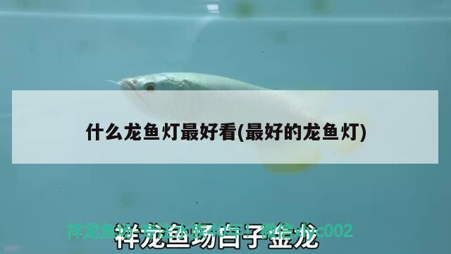 什么龍魚(yú)燈最好看(最好的龍魚(yú)燈)