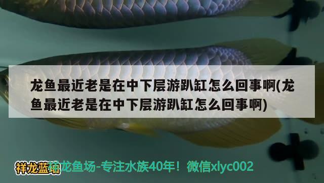 龍魚最近老是在中下層游趴缸怎么回事啊(龍魚最近老是在中下層游趴缸怎么回事啊)