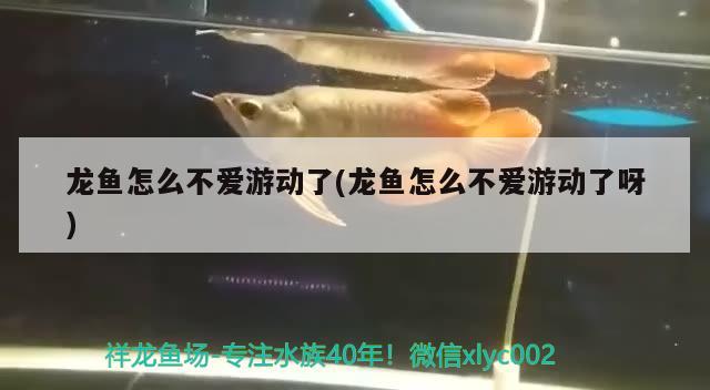 龍魚怎么不愛游動了(龍魚怎么不愛游動了呀)