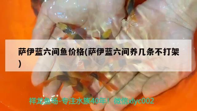 薩伊藍六間魚價格(薩伊藍六間養(yǎng)幾條不打架)