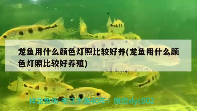 龍魚(yú)用什么顏色燈照比較好養(yǎng)(龍魚(yú)用什么顏色燈照比較好養(yǎng)殖)