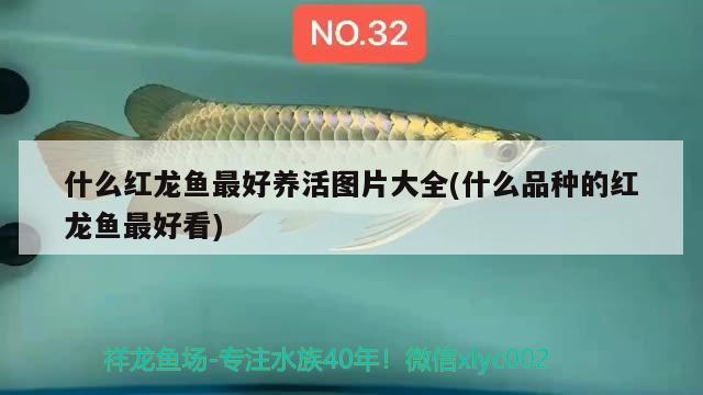 什么紅龍魚最好養(yǎng)活圖片大全(什么品種的紅龍魚最好看) 黃金招財貓魚