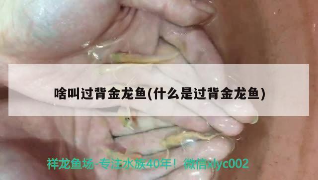 啥叫過背金龍魚(什么是過背金龍魚) 金龍魚百科