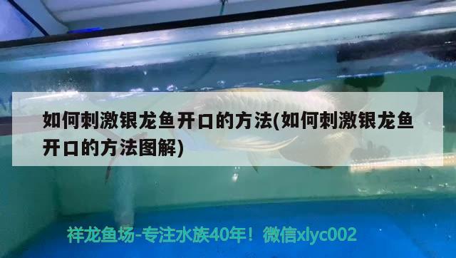 如何刺激銀龍魚開口的方法(如何刺激銀龍魚開口的方法圖解) 銀龍魚