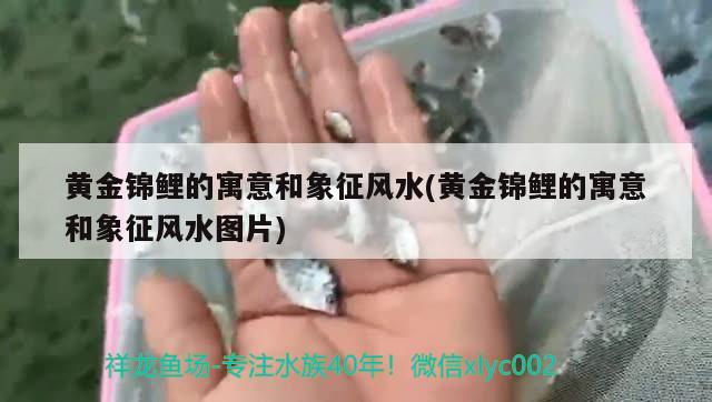 黃金錦鯉的寓意和象征風(fēng)水(黃金錦鯉的寓意和象征風(fēng)水圖片)