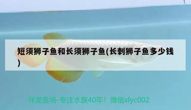 短須獅子魚和長須獅子魚(長刺獅子魚多少錢)