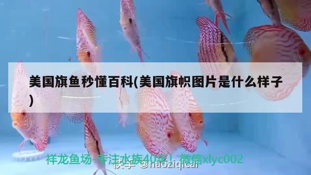 美國旗魚秒懂百科(美國旗幟圖片是什么樣子) 觀賞魚