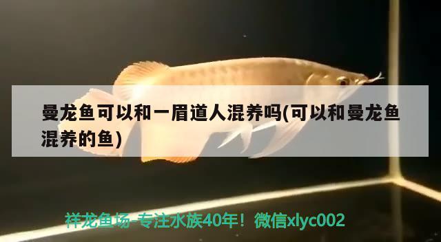 曼龍魚可以和一眉道人混養(yǎng)嗎(可以和曼龍魚混養(yǎng)的魚) 一眉道人魚